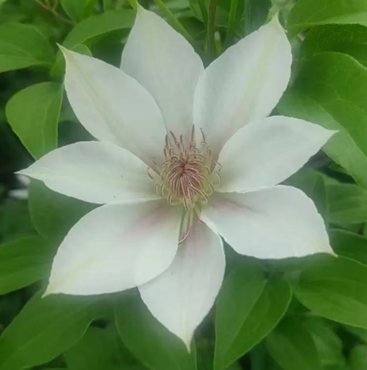 Клематис гибридный Келин